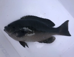 クチブトグレの釣果