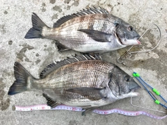 チヌの釣果