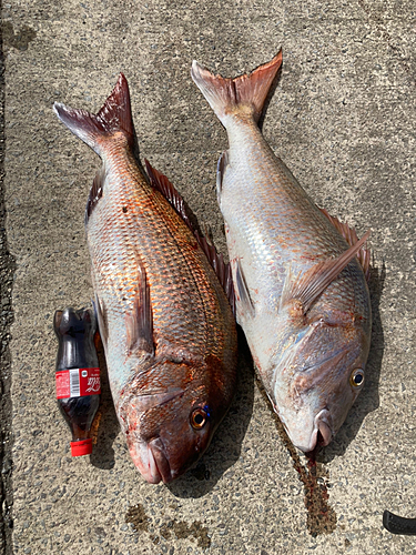 マダイの釣果