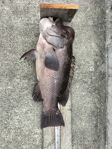 コブダイの釣果