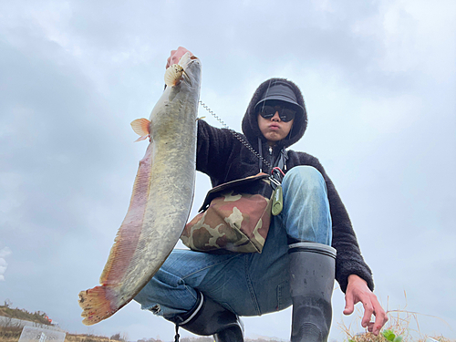 ナマズの釣果