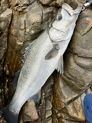 ヒラスズキの釣果