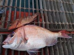 マダイの釣果