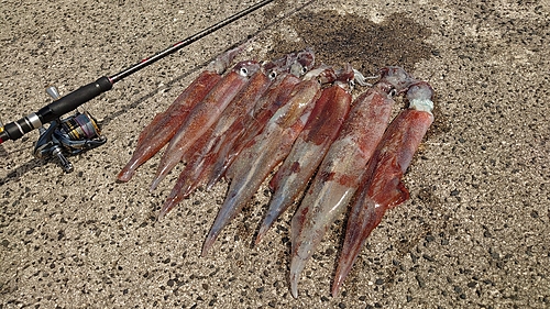 ヤリイカの釣果