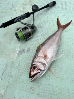 オオグチイシチビキの釣果