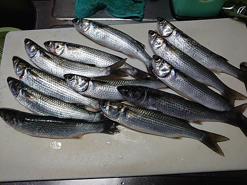 ボラの釣果