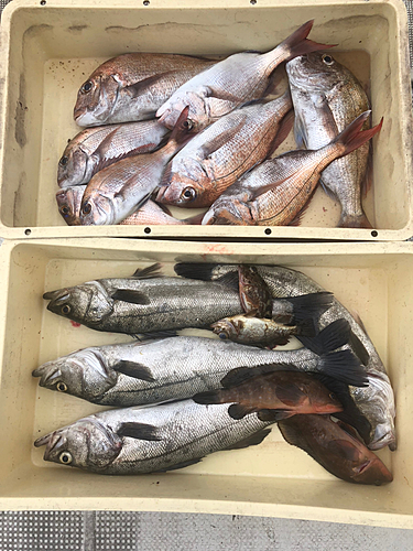 タイの釣果