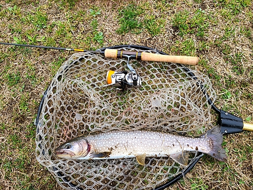 イワナの釣果