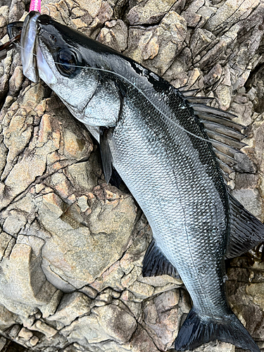 ヒラスズキの釣果