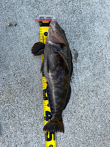 アイナメの釣果