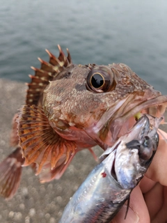 カサゴの釣果