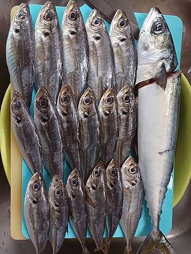 アジの釣果