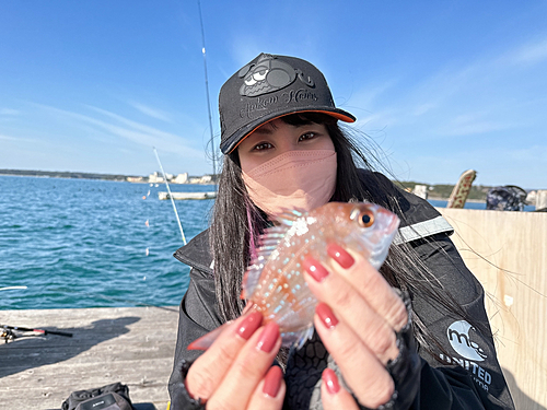 チダイの釣果