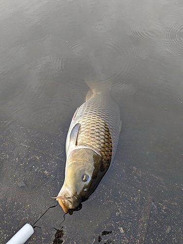 コイの釣果