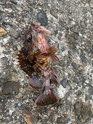 カサゴの釣果