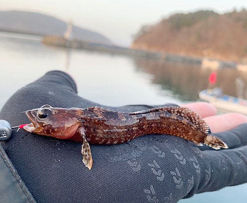 ギンポの釣果