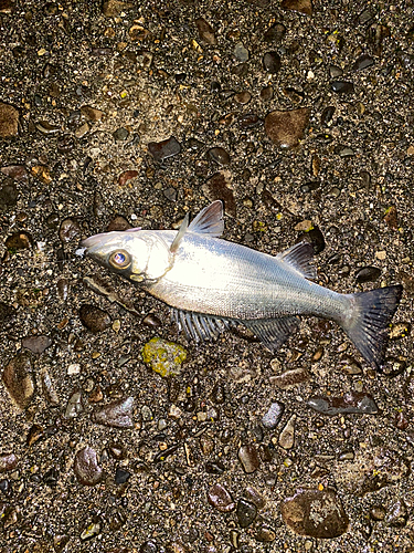 セイゴ（ヒラスズキ）の釣果