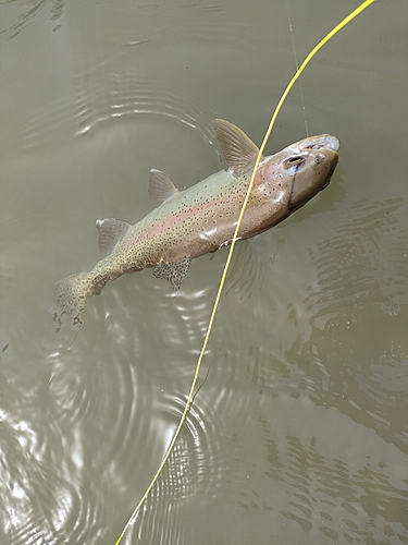 ニジマスの釣果