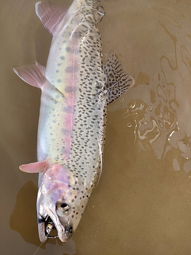 ニジマスの釣果