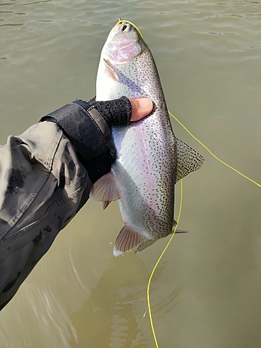 ニジマスの釣果