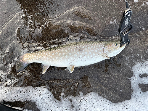 アメマスの釣果