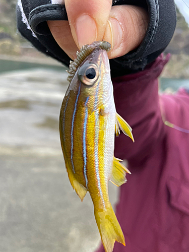 タマンの釣果