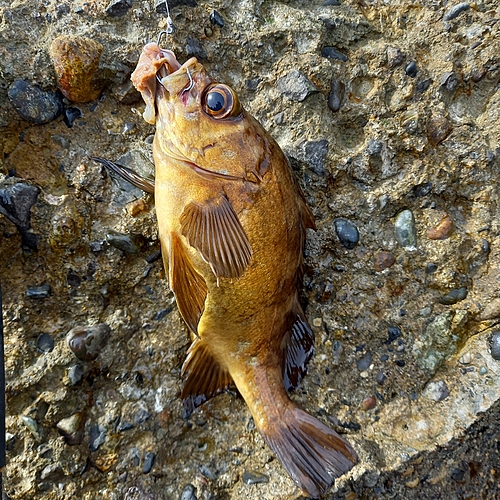 メバルの釣果