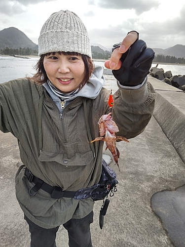 ガシラの釣果