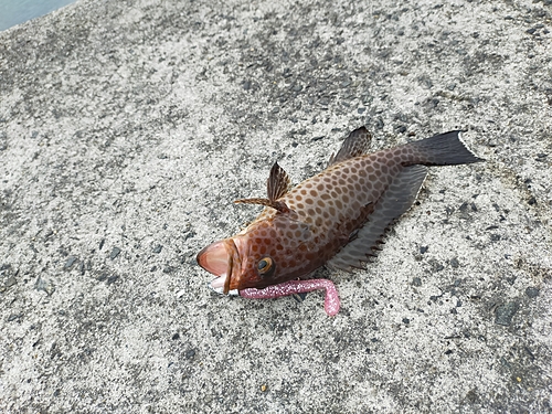 オオモンハタの釣果