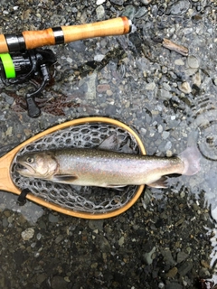 イワナの釣果