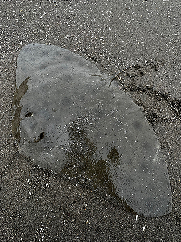 ツバクロエイの釣果