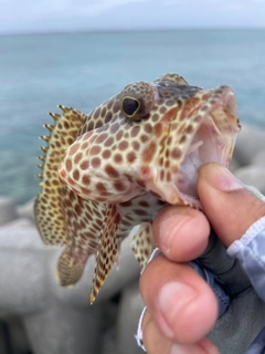 カンモンハタの釣果