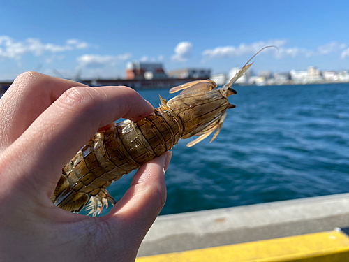 シャコの釣果