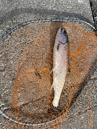 サクラマスの釣果