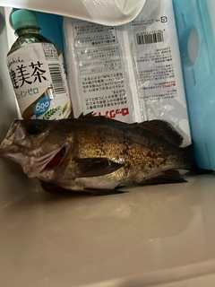 クロメバルの釣果