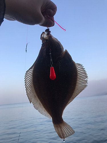 カレイの釣果