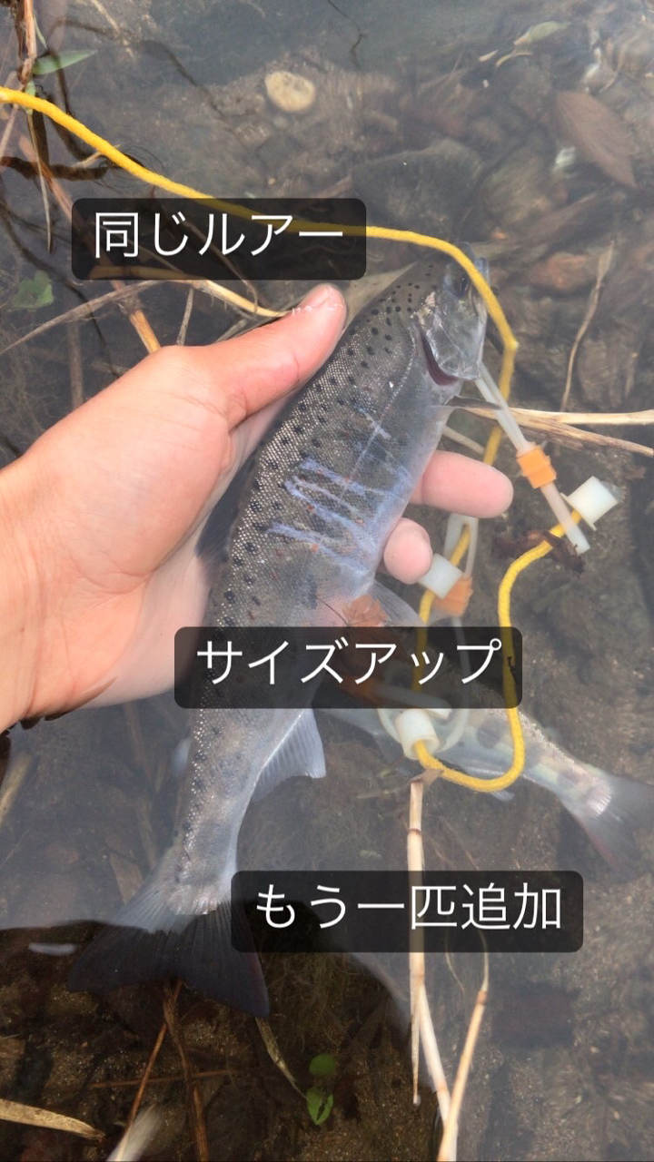 アマゴ