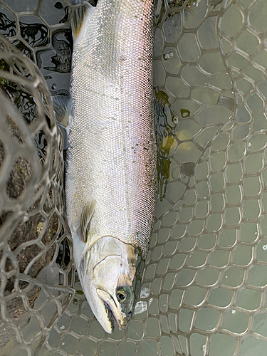 サクラマスの釣果