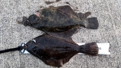 マコガレイの釣果