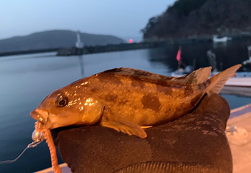 アイナメの釣果