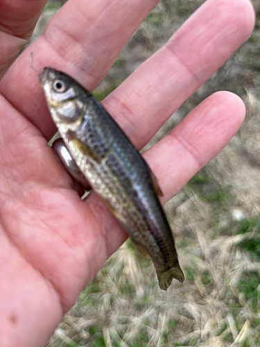 アブラハヤの釣果