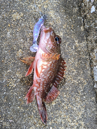 アラカブの釣果