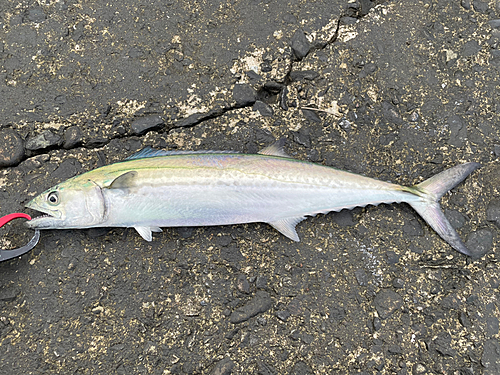 サゴシの釣果