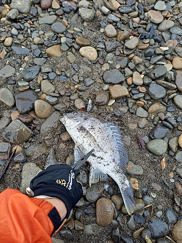 キビレの釣果