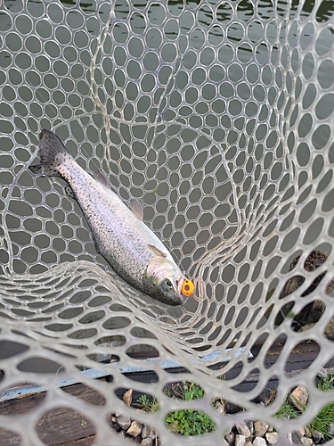 ニジマスの釣果