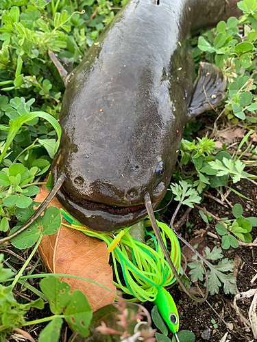 ナマズの釣果