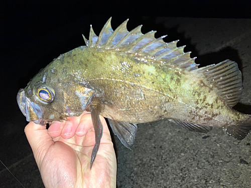 メバルの釣果