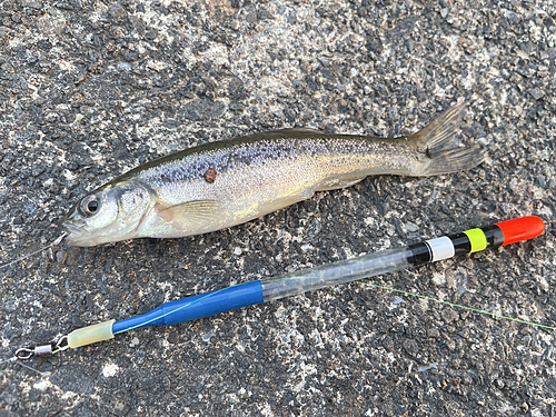 アブラハヤの釣果