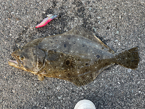 ヒラメの釣果