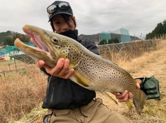 ブラウントラウトの釣果